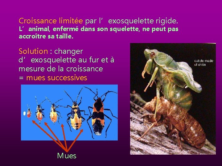 Croissance limitée par l’exosquelette rigide. L’animal, enfermé dans son squelette, ne peut pas accroître