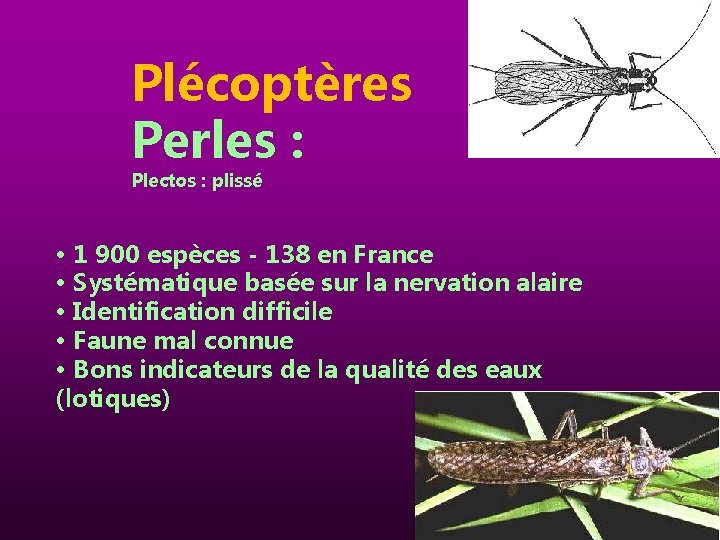 Plécoptères Perles : Plectos : plissé • 1 900 espèces - 138 en France