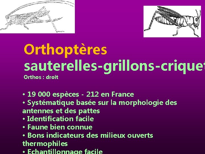 Orthoptères sauterelles-grillons-criquet Orthos : droit • 19 000 espèces - 212 en France •