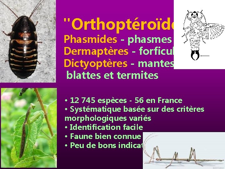 "Orthoptéroïdes" Phasmides - phasmes Dermaptères - forficules Dictyoptères - mantes, blattes et termites •