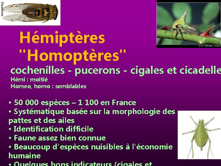  Hémiptères "Homoptères" cochenilles - pucerons - cigales et cicadelle Hémi : moitié Homeo,
