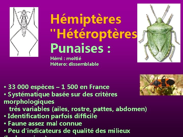 Hémiptères "Hétéroptères" Punaises : Hémi : moitié Hétero: dissemblable • 33 000 espèces –