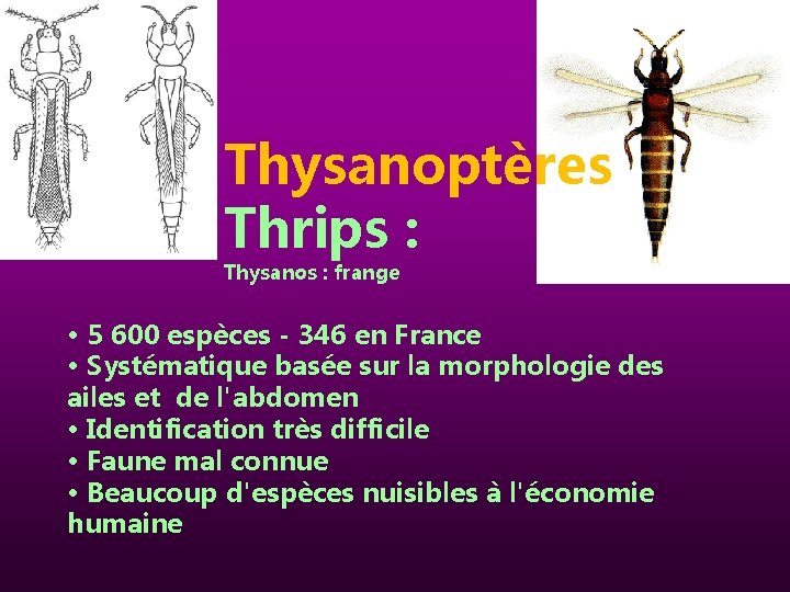 Thysanoptères Thrips : Thysanos : frange • 5 600 espèces - 346 en France