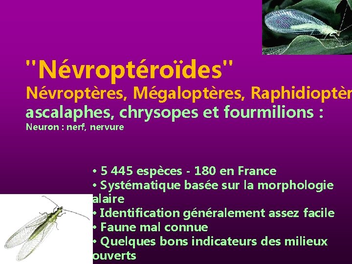 "Névroptéroïdes" Névroptères, Mégaloptères, Raphidioptèr ascalaphes, chrysopes et fourmilions : Neuron : nerf, nervure •
