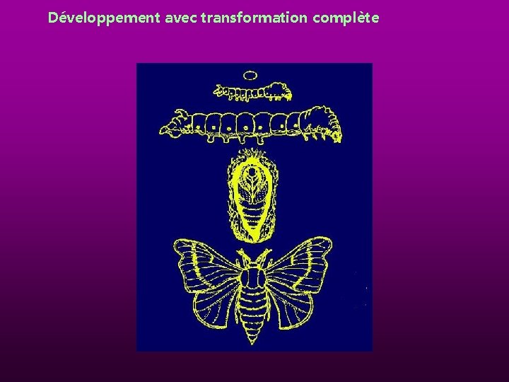 Développement avec transformation complète 