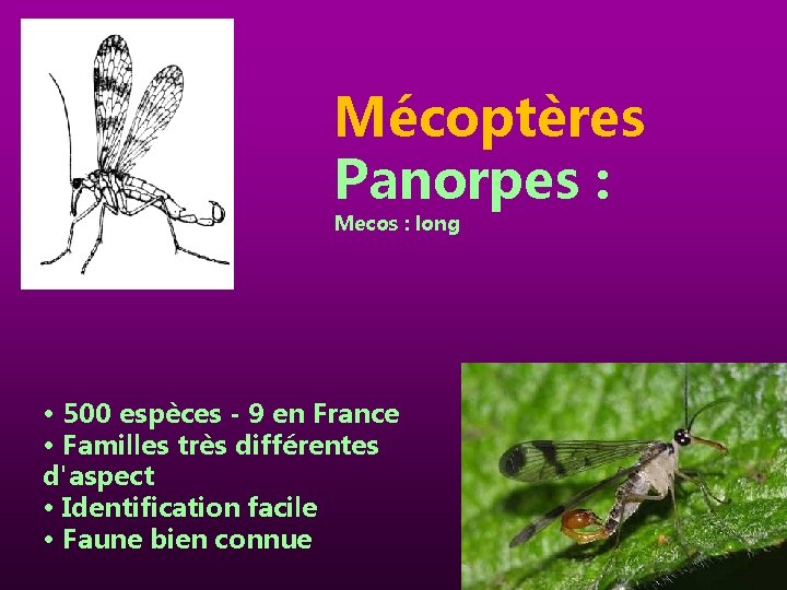 Mécoptères Panorpes : Mecos : long • 500 espèces - 9 en France •