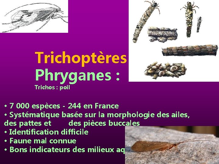 Trichoptères Phryganes : Trichos : poil • 7 000 espèces - 244 en France
