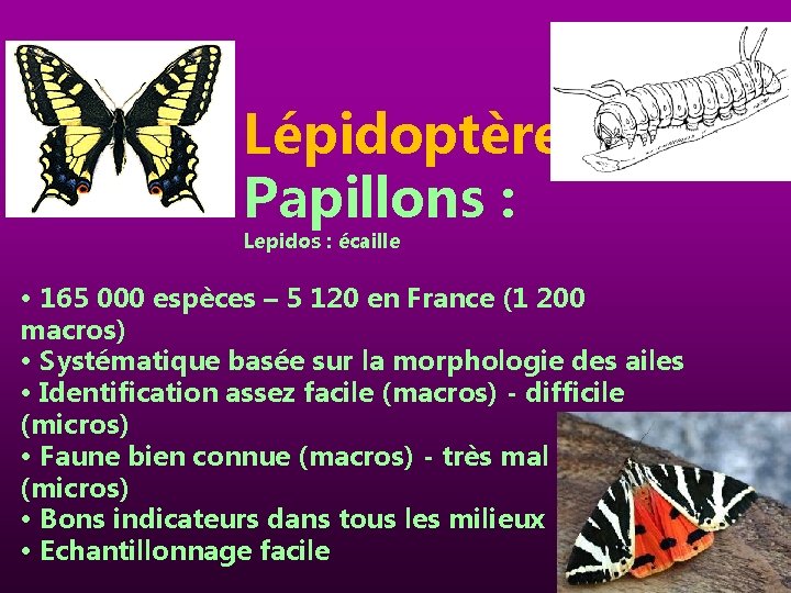 Lépidoptères Papillons : Lepidos : écaille • 165 000 espèces – 5 120 en