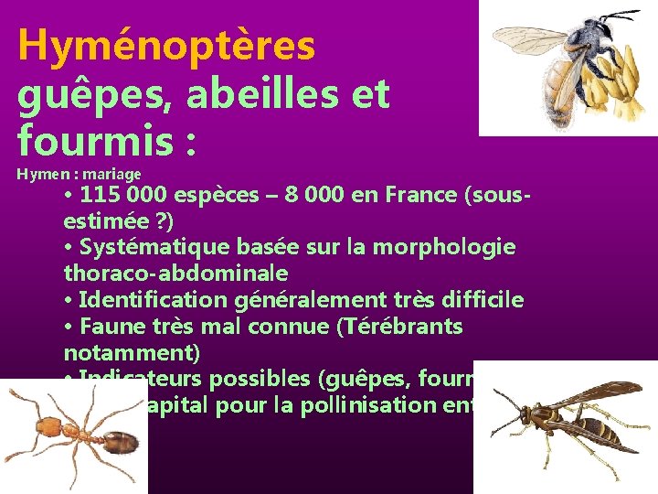Hyménoptères guêpes, abeilles et fourmis : Hymen : mariage • 115 000 espèces –