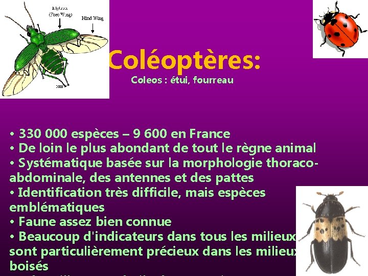 Coléoptères: Coleos : étui, fourreau • 330 000 espèces – 9 600 en France