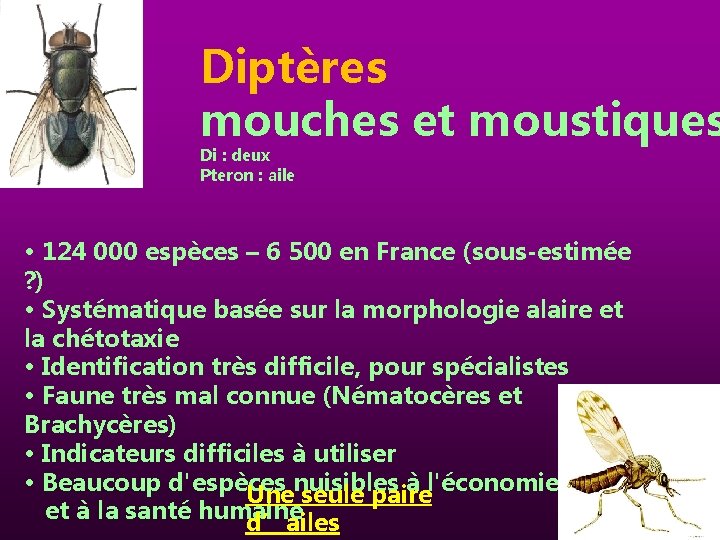 Diptères mouches et moustiques Di : deux Pteron : aile • 124 000 espèces