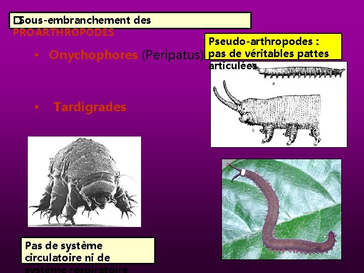 � Sous-embranchement des PROARTHROPODES • Onychophores (Peripatus) • Tardigrades Pas de système circulatoire ni