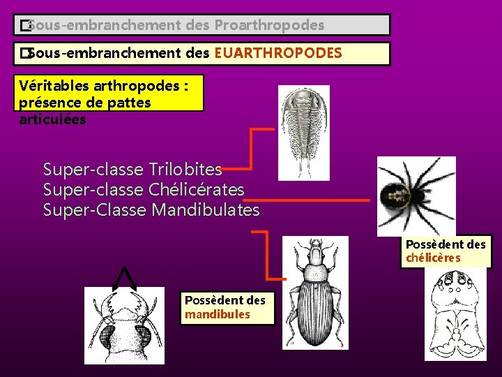 � Sous-embranchement des Proarthropodes � Sous-embranchement des EUARTHROPODES Véritables arthropodes : présence de pattes