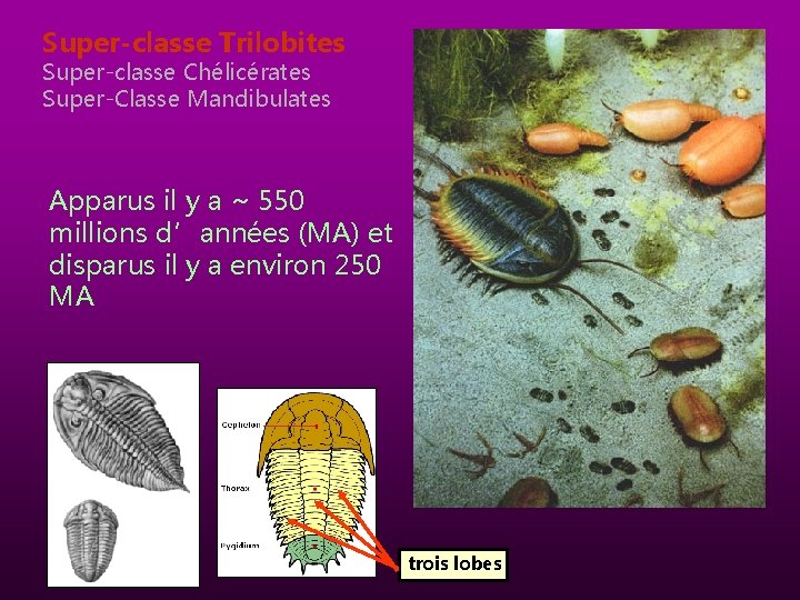 Super-classe Trilobites Super-classe Chélicérates Super-Classe Mandibulates Apparus il y a ~ 550 millions d’années