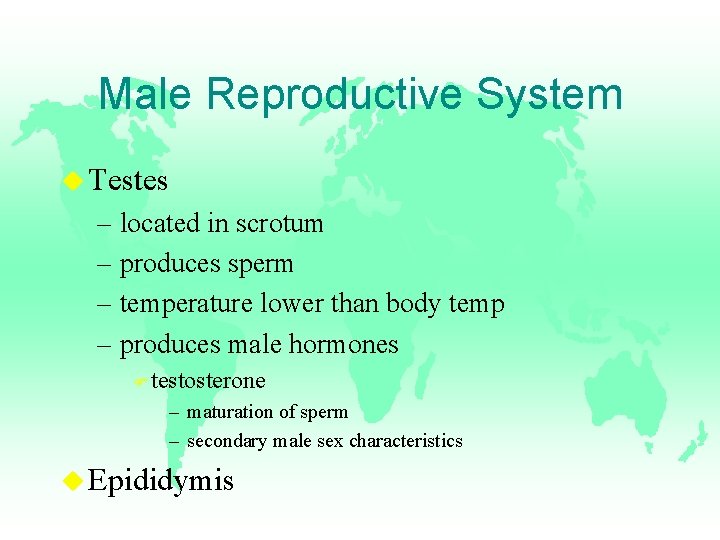 Male Reproductive System u Testes – located in scrotum – produces sperm – temperature