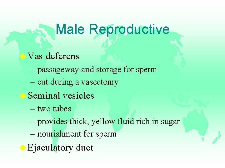 Male Reproductive u Vas deferens – passageway and storage for sperm – cut during