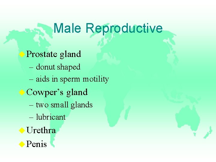 Male Reproductive u Prostate gland – donut shaped – aids in sperm motility u