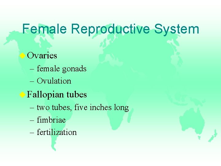 Female Reproductive System u Ovaries – female gonads – Ovulation u Fallopian tubes –