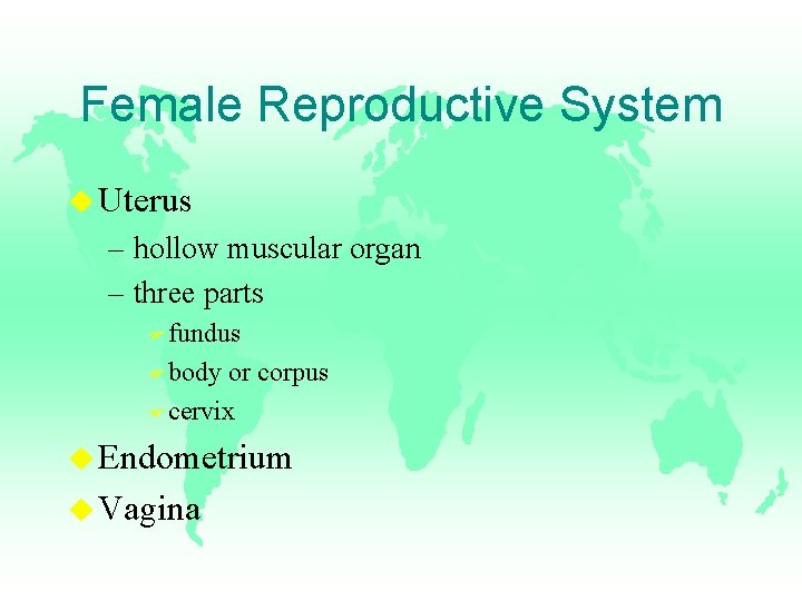 Female Reproductive System u Uterus – hollow muscular organ – three parts F fundus