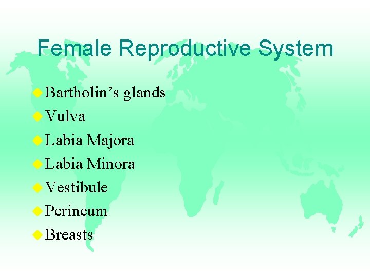 Female Reproductive System u Bartholin’s glands u Vulva u Labia Majora u Labia Minora