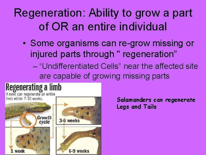 Regeneration: Ability to grow a part of OR an entire individual • Some organisms