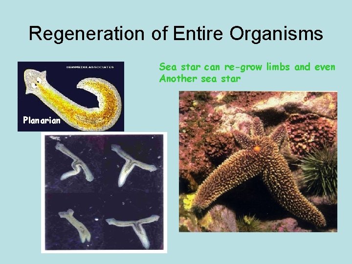 Regeneration of Entire Organisms Sea star can re-grow limbs and even Another sea star