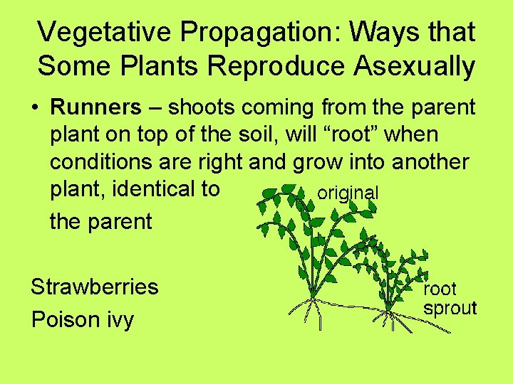 Vegetative Propagation: Ways that Some Plants Reproduce Asexually • Runners – shoots coming from