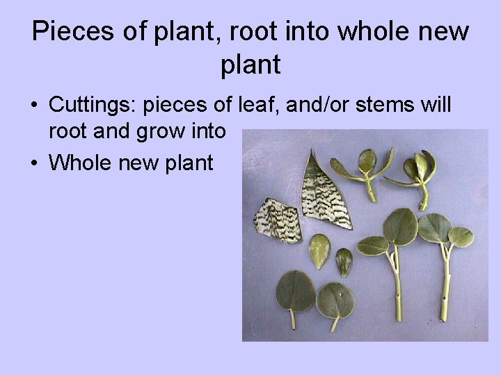 Pieces of plant, root into whole new plant • Cuttings: pieces of leaf, and/or