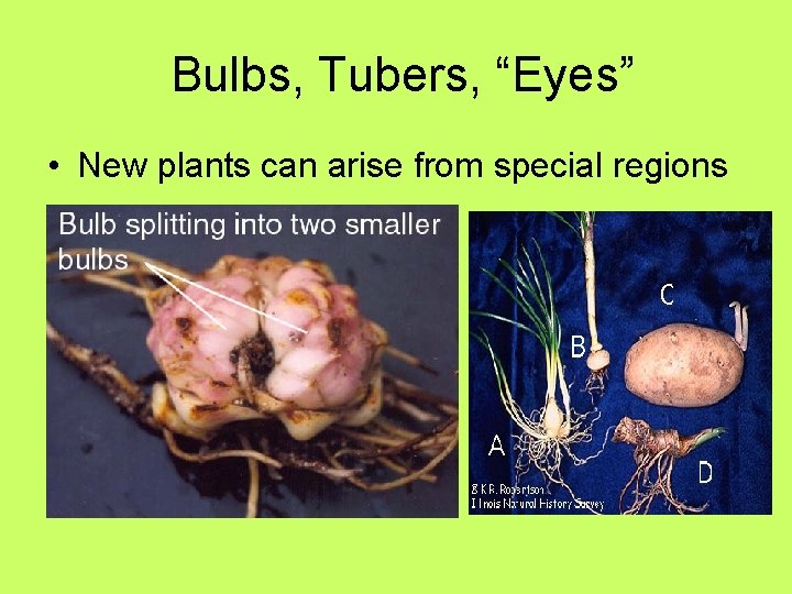 Bulbs, Tubers, “Eyes” • New plants can arise from special regions 