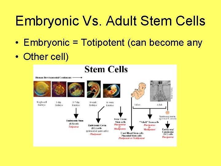 Embryonic Vs. Adult Stem Cells • Embryonic = Totipotent (can become any • Other