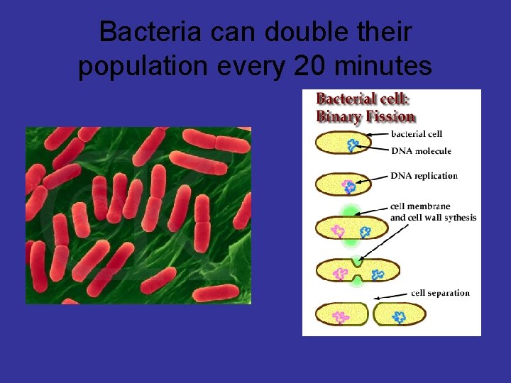 Bacteria can double their population every 20 minutes 