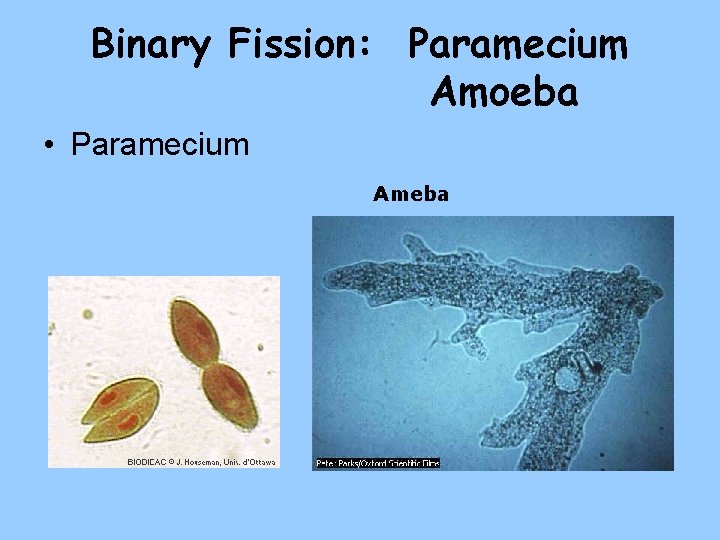 Binary Fission: Paramecium Amoeba • Paramecium Ameba 