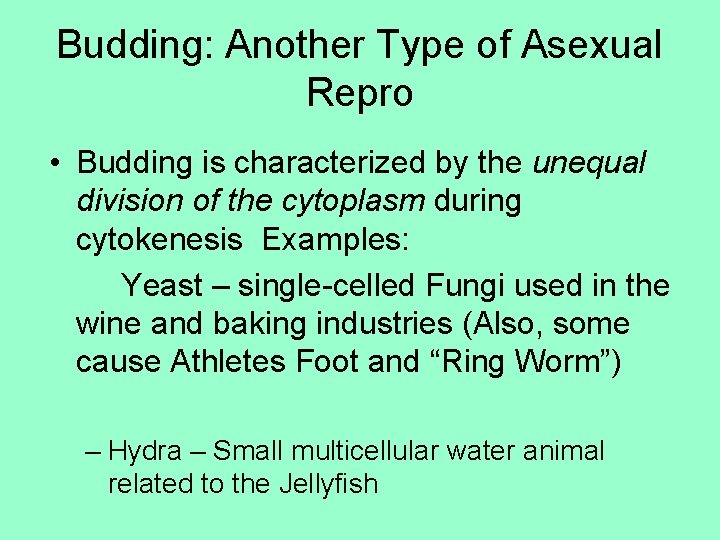 Budding: Another Type of Asexual Repro • Budding is characterized by the unequal division