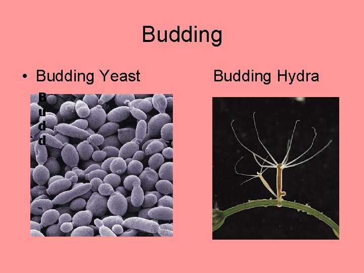 Budding • Budding Yeast B u d d Budding Hydra 