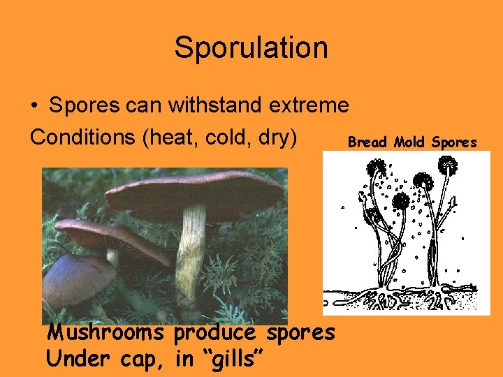 Sporulation • Spores can withstand extreme Conditions (heat, cold, dry) Bread Mold Spores Mushrooms