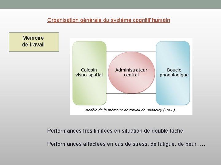 Organisation générale du système cognitif humain Mémoire de travail Performances très limitées en situation