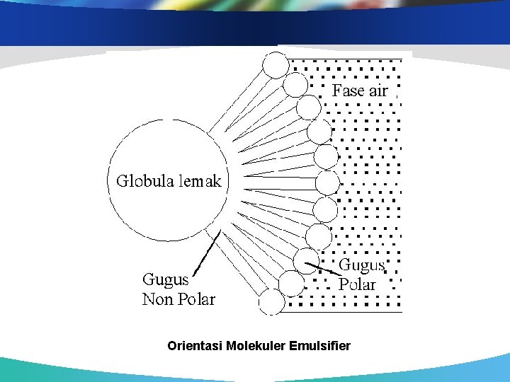 Orientasi Molekuler Emulsifier 