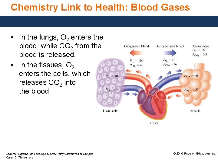 Chemistry Link to Health: Blood Gases • In the lungs, O 2 enters the