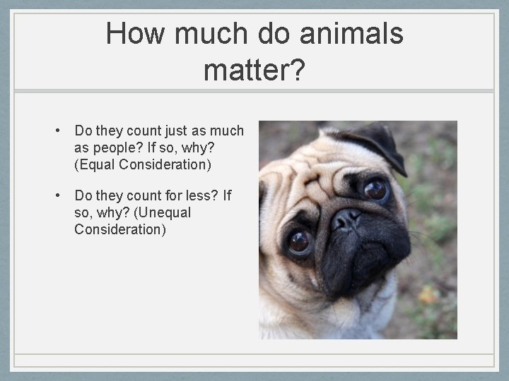 How much do animals matter? • Do they count just as much as people?