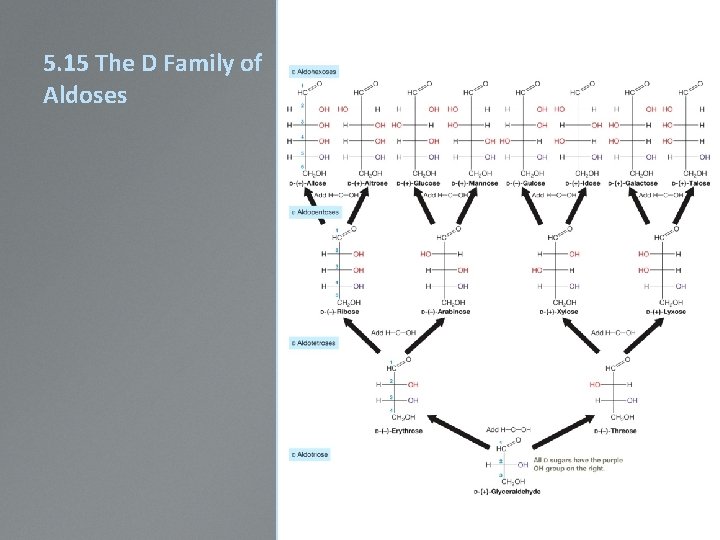 5. 15 The D Family of Aldoses 5. 15 The D Family of Aldoses