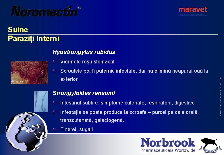 Suine Paraziți Interni Hyostrongylus rubidus Viermele roșu stomacal exterior Strongyloides ransomi Intestinul subțire: simptome