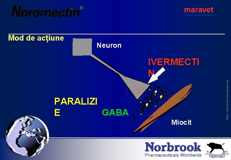 Mod de acțiune Neuron ´´ ´´ ´´ PARALIZI GABA E ´´´´´ ´´ ´ ´