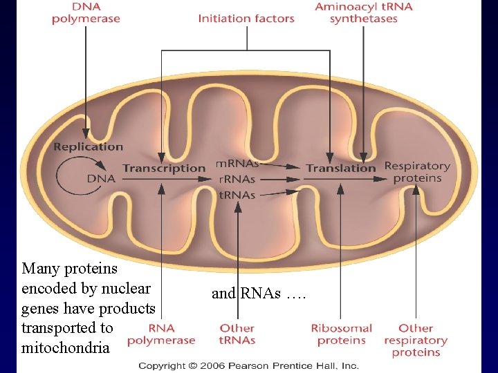 Many proteins encoded by nuclear genes have products transported to mitochondria and RNAs …. Many proteins encoded by nuclear genes have products transported to mitochondria and RNAs ….