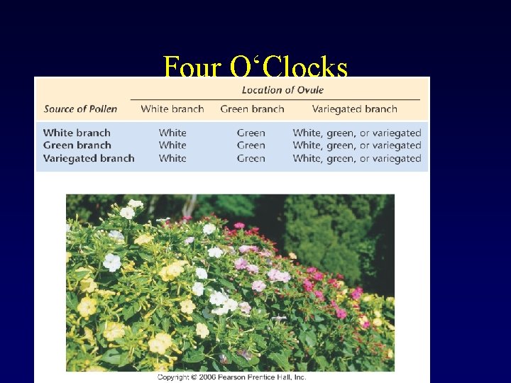 Four O‘Clocks Four O‘Clocks