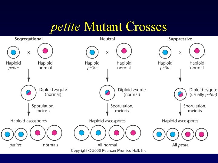 petite Mutant Crosses petite Mutant Crosses