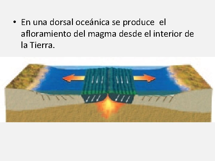  • En una dorsal oceánica se produce el afloramiento del magma desde el