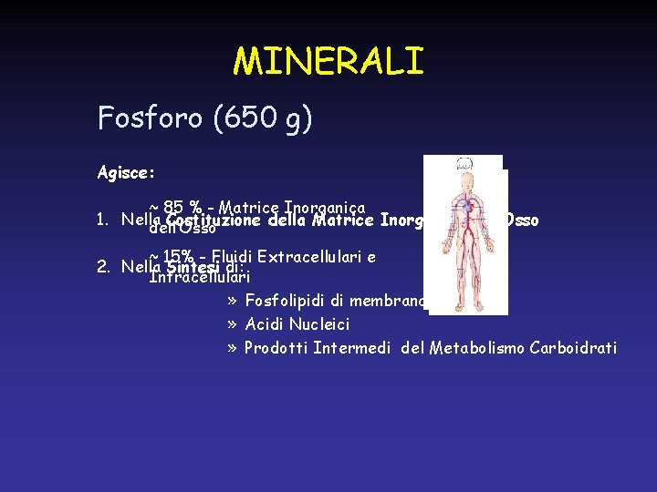 MINERALI Fosforo (650 g) Agisce: ~ 85 % - Matrice Inorganica 1. Nella Costituzione