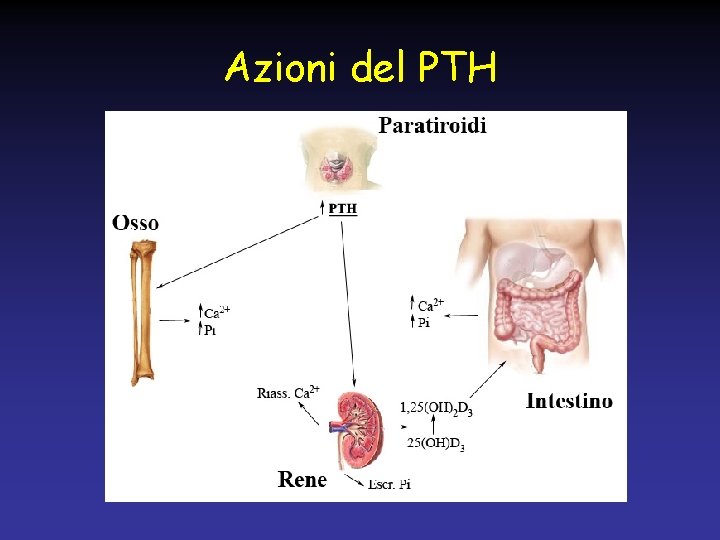 Azioni del PTH 