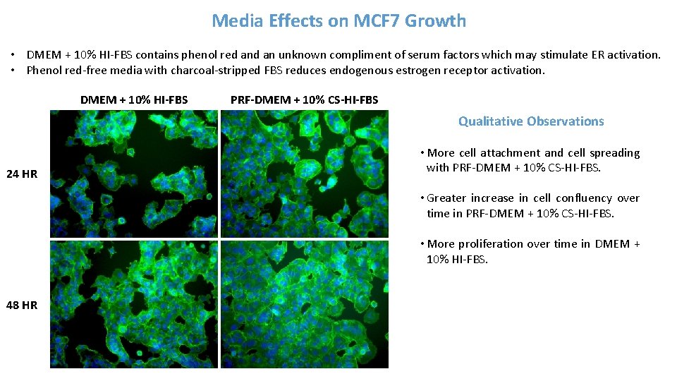 Media Effects on MCF 7 Growth • DMEM + 10% HI-FBS contains phenol red