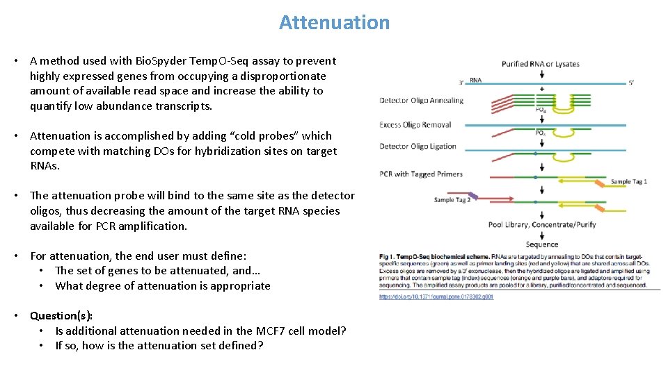 Attenuation • A method used with Bio. Spyder Temp. O-Seq assay to prevent highly